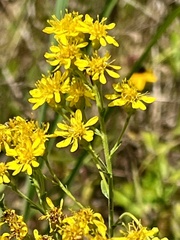 Solidago rigida