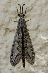 Brachynemurini