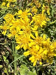 Solidago rigida