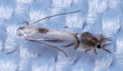 Phyllocnistis ampelopsiella