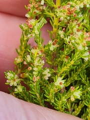 Erica tristis