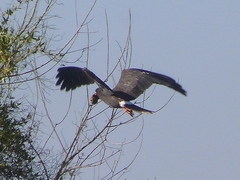 Rostrhamus sociabilis