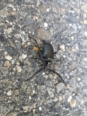 Prionus laticollis