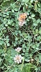 Phyciodes tharos