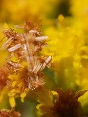 Synchlora
