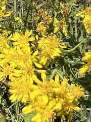 Solidago rigida