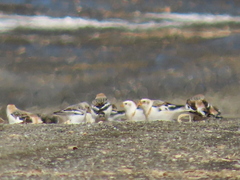 Plectrophenax nivalis