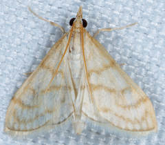 Paracorsia repandalis