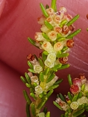 Erica tristis