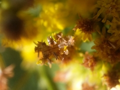 Synchlora