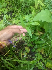 Symphyotrichum laeve