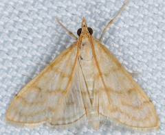 Paracorsia repandalis