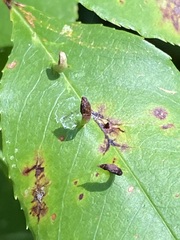 Eriophyes cerasicrumena
