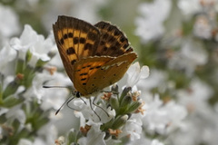 Lycaena virgaureae
