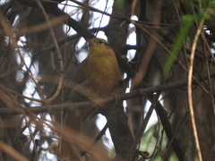 Anabacerthia lichtensteini