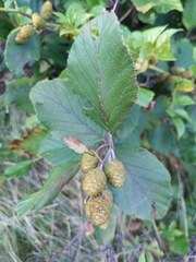 Alnus alnobetula