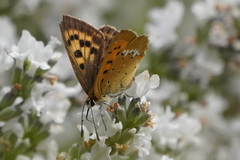 Lycaena virgaureae