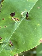 Eriophyes cerasicrumena