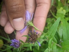 Symphyotrichum laeve