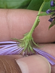 Symphyotrichum laeve