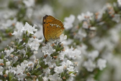 Lycaena virgaureae