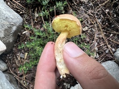 Aureoboletus