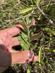 Lithospermum canescens