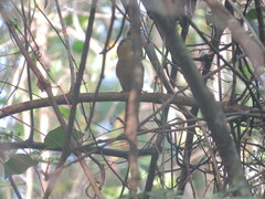 Syndactyla rufosuperciliata