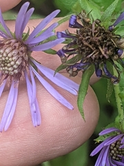 Symphyotrichum laeve