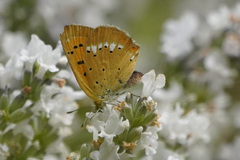 Lycaena virgaureae
