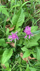 Centaurea jacea