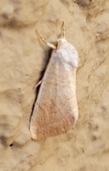 Bagisara buxea