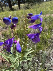 Penstemon glaber alpinus