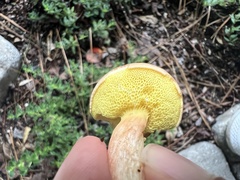 Aureoboletus
