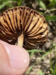 Agrocybe