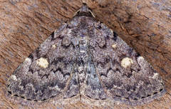 Idia aemula