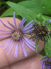 Symphyotrichum laeve