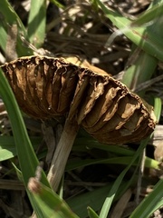 Agrocybe