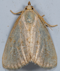 Protodeltote albidula