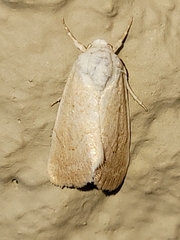 Bagisara buxea