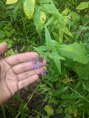 Symphyotrichum laeve
