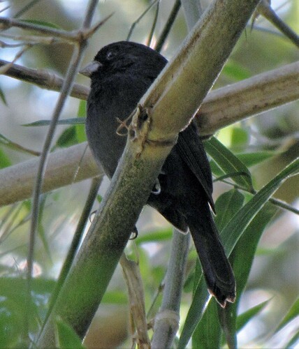 Blackish-blue Seedeater (Amaurospiza moesta), photo 9