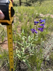 Penstemon glaber alpinus