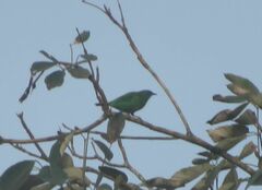 Dacnis cayana