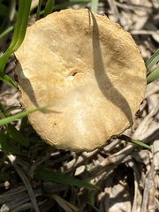 Agrocybe
