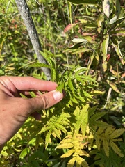 Agrimonia parviflora