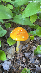 Amanita flavoconia