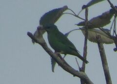 Dacnis cayana