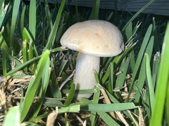Tylopilus rhoadsiae