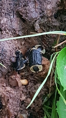 Necrophila americana